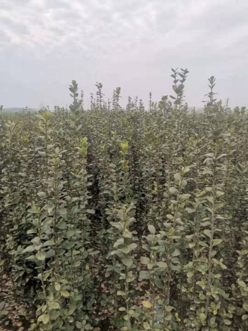 精品北海道黄杨需要的联系