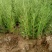侧柏苗洛根苗营养袋苗营养杯侧柏苗蜀快苗30、2米高苗