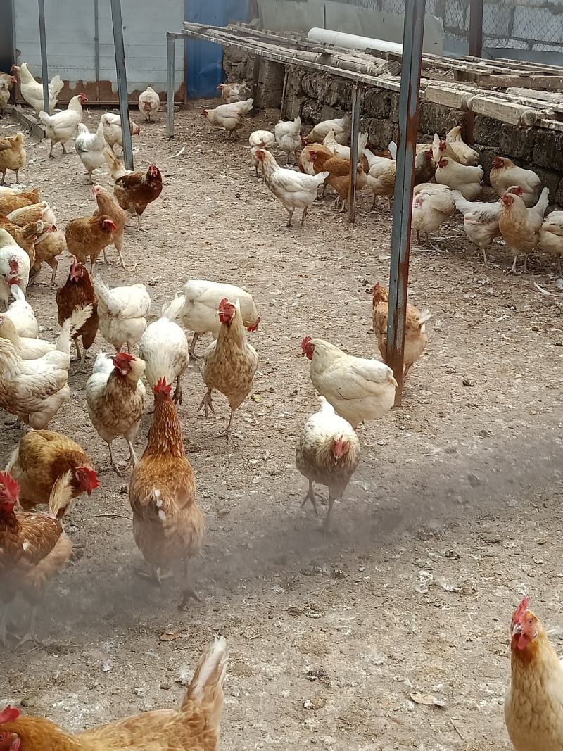 老母鸡纯喂杂粮剩饭剩菜