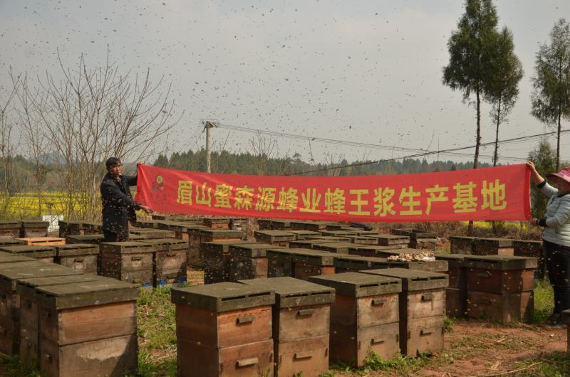 蜂场直供2021年新鲜油菜王浆早春蜂王浆高活性冰袋保鲜