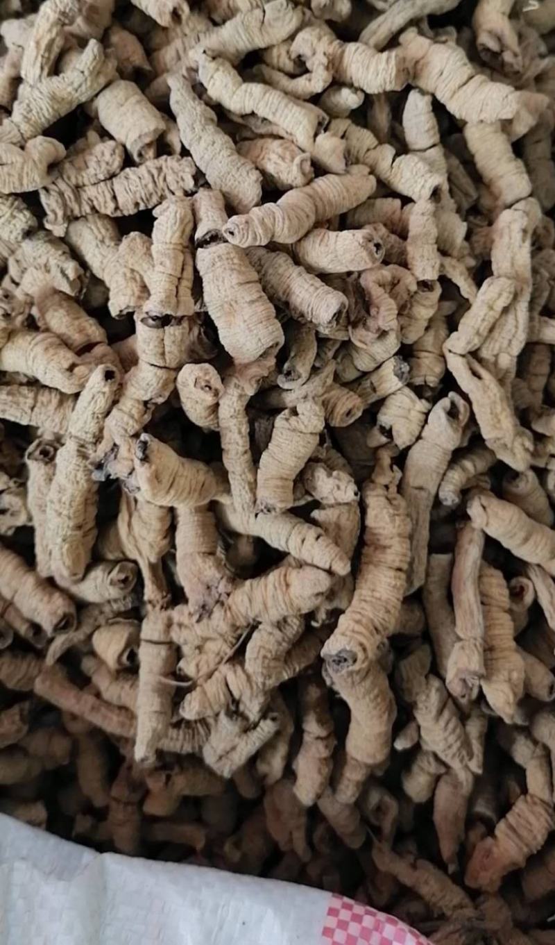 无硫巴戟天巴戟肉批发各种中药材新货各种规格