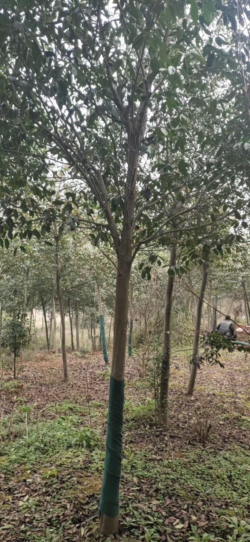 白玉兰树，江西九江树种，成活率高，树形好看