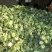 实花，价格下调，需要的老板速度