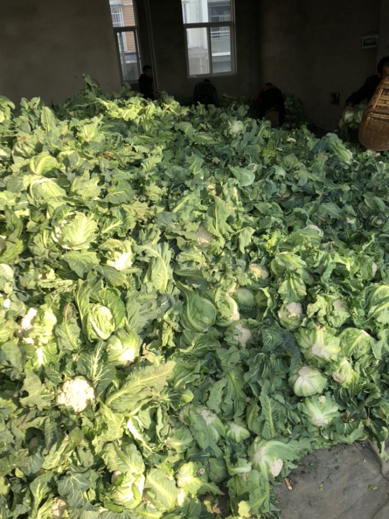 实花，价格下调，需要的老板速度