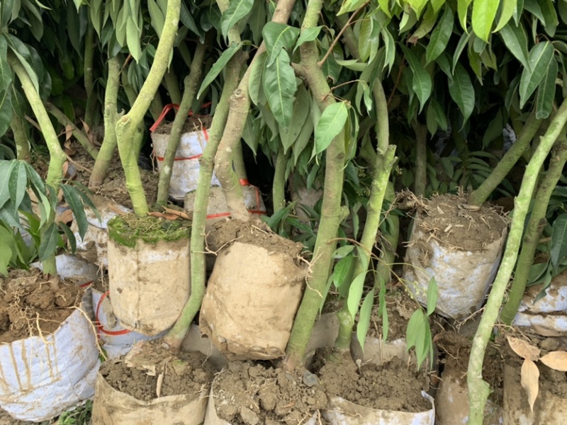 无核荔枝高压苗，大量有货