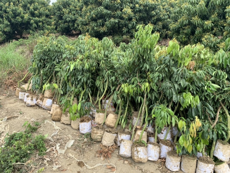 无核荔枝高压苗，大量有货