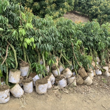 无核荔枝高压苗，大量有货