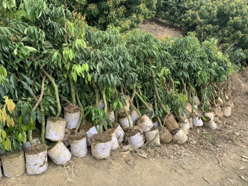 无核荔枝高压苗，大量有货
