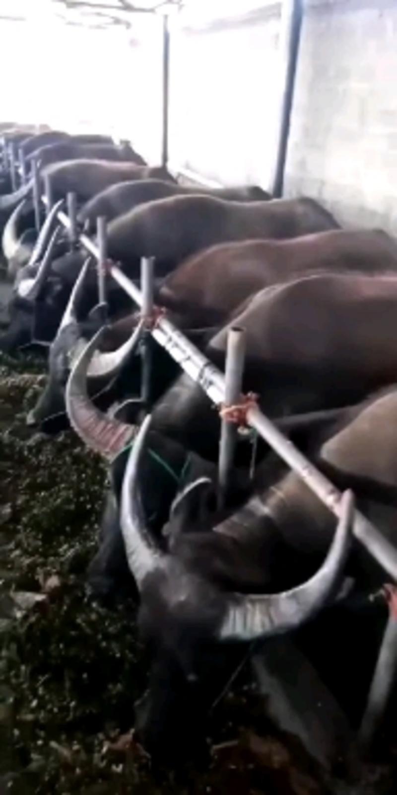 云南省散养小水公牛，孟拉小公牛，都是一手货源，货源充足