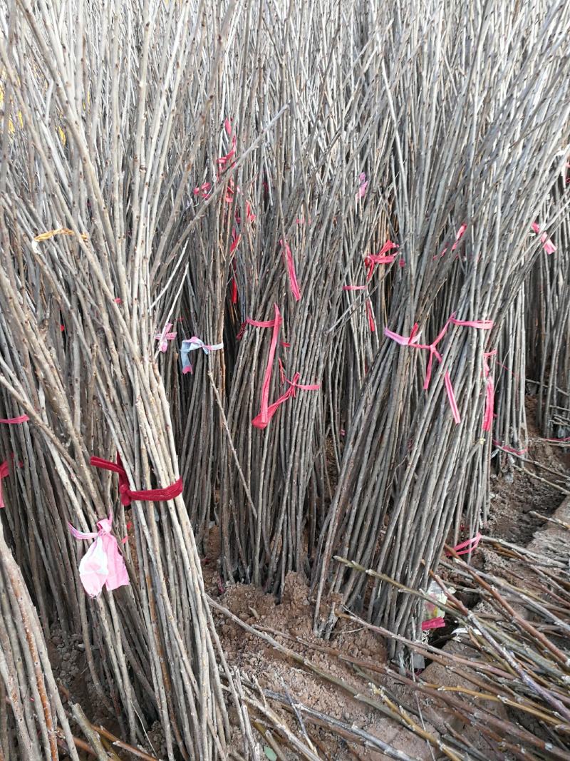 大樱桃苗现挖现卖俄罗斯八号美早红灯樱桃苗基地直发诚信经营