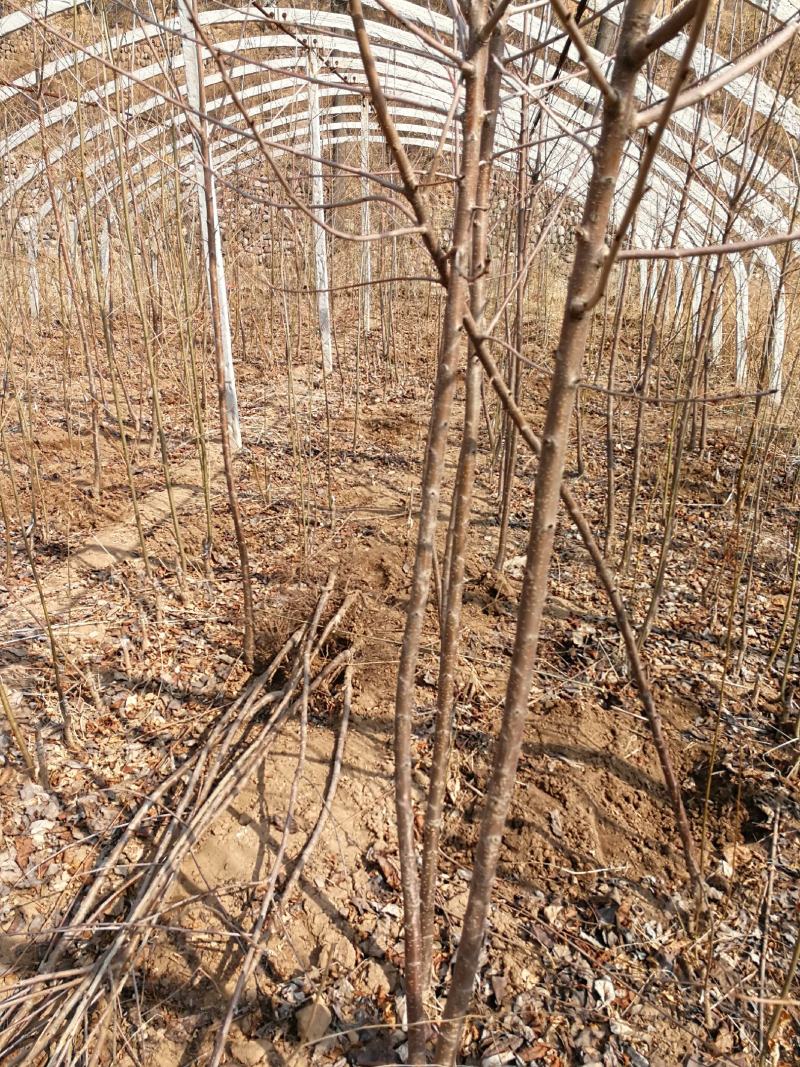 大樱桃苗现挖现卖俄罗斯八号美早红灯樱桃苗基地直发诚信经营