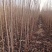 大樱桃苗现挖现卖俄罗斯八号美早红灯樱桃苗基地直发诚信经营