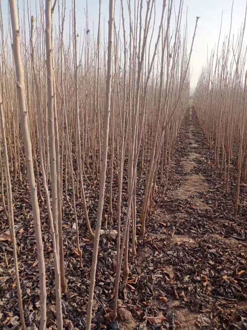 大樱桃苗现挖现卖俄罗斯八号美早红灯樱桃苗基地直发诚信经营
