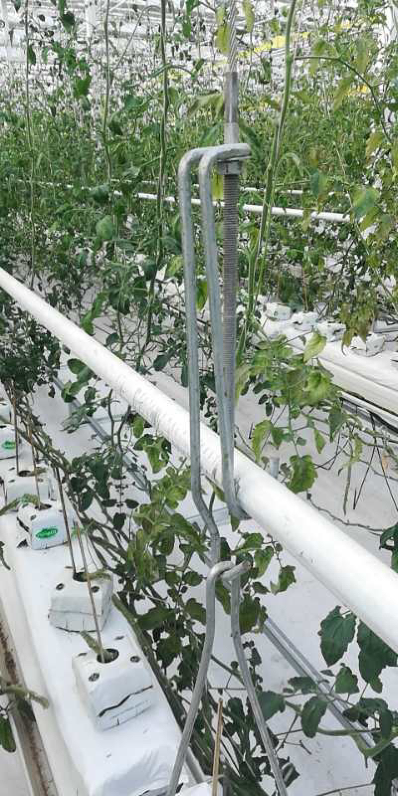 番茄种植槽系统吊挂番茄