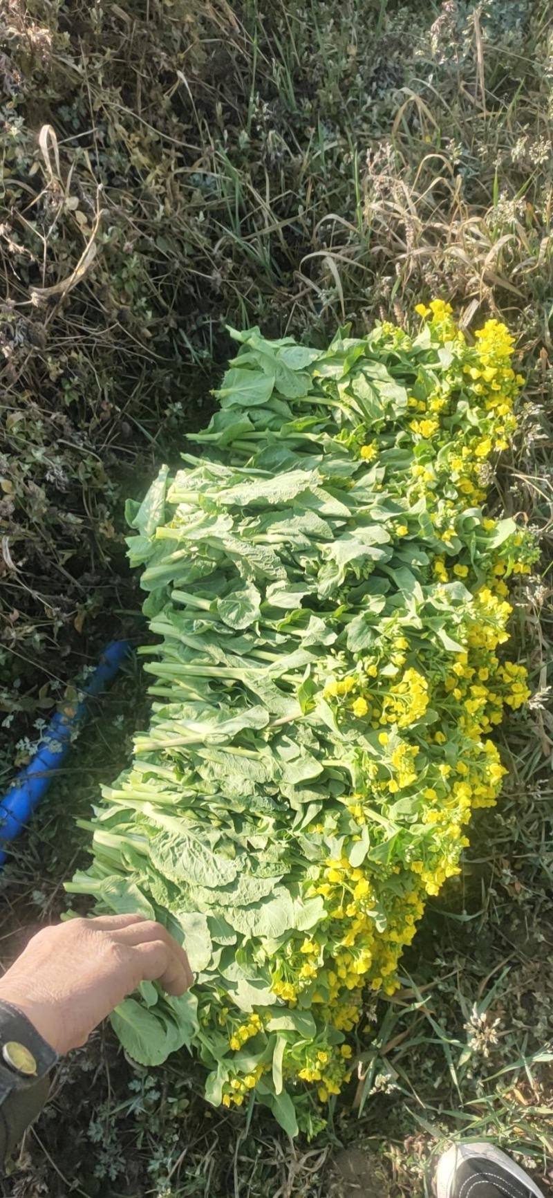 白菜苔油菜苔