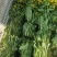 白菜苔油菜苔