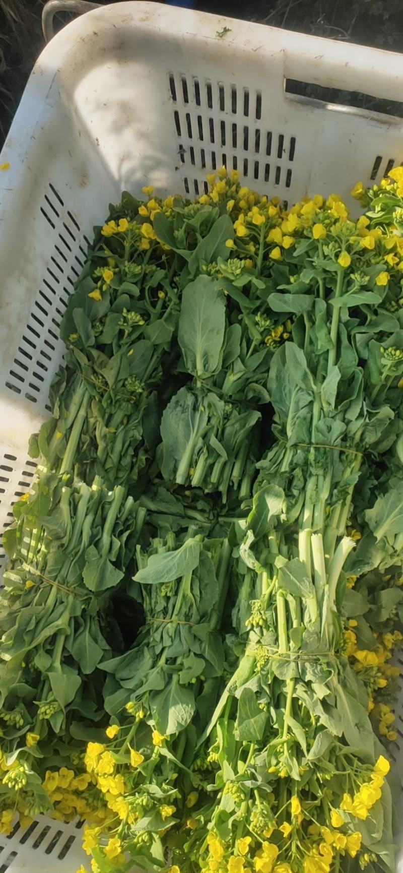 白菜苔油菜苔