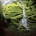 优质线椒上线销售欢迎订购
