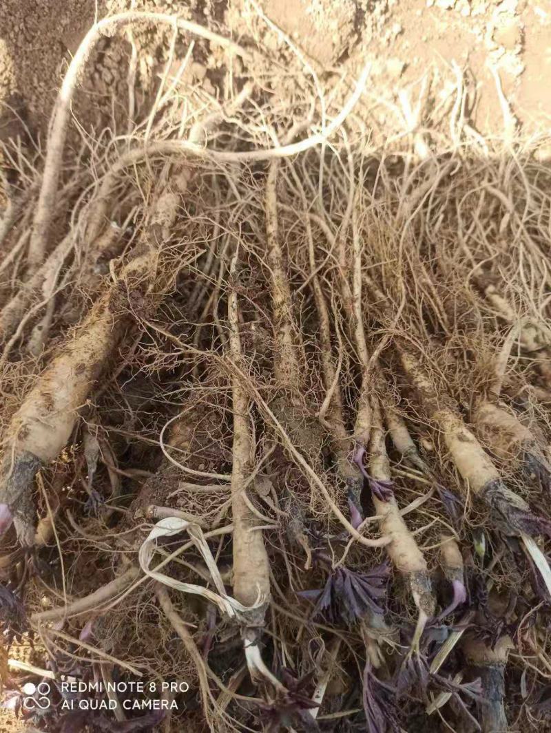 甘肃肉独活种苗大量上市中，自产自销，欢迎大家选购！