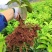 柚子树苗红心红肉蜜柚嫁接三红蜜柚果树果苗南方北方种植当年
