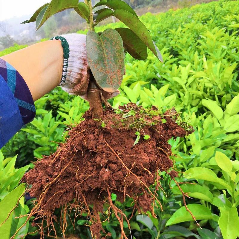 柚子树苗红心红肉蜜柚嫁接三红蜜柚果树果苗南方北方种植当年