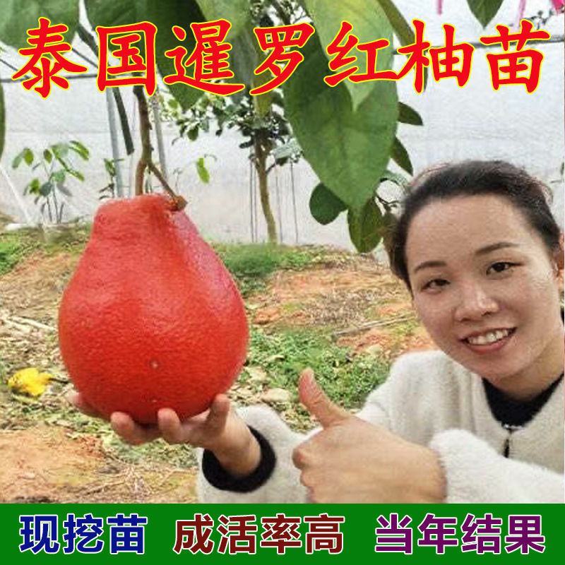 柚子树苗红心红肉蜜柚嫁接三红蜜柚果树果苗南方北方种植当年