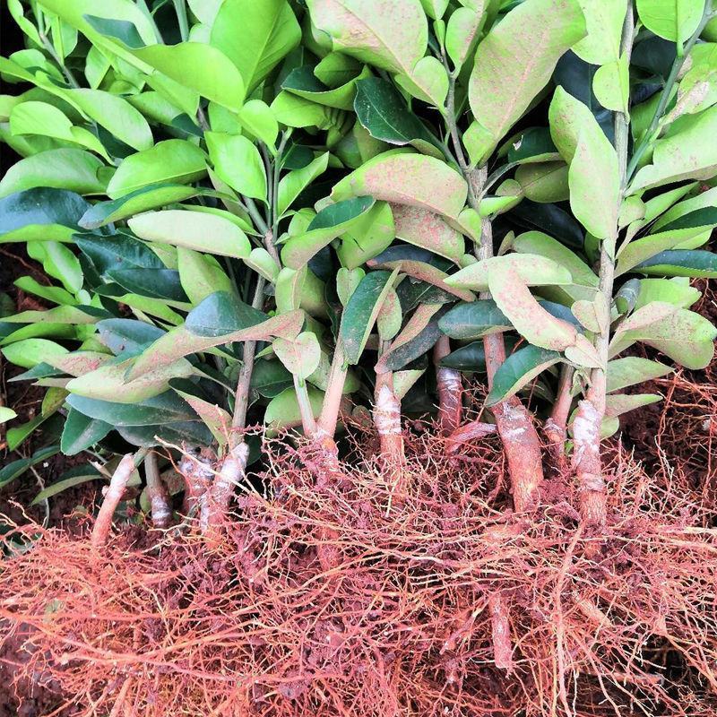 柚子树苗红心红肉蜜柚嫁接三红蜜柚果树果苗南方北方种植当年