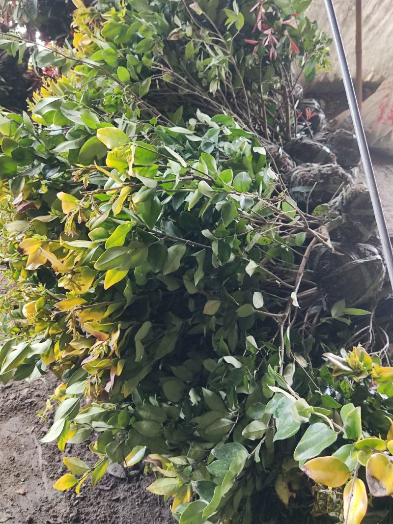 江苏金森女贞大杯苗，金森女贞工程苗，金森女贞产地批发