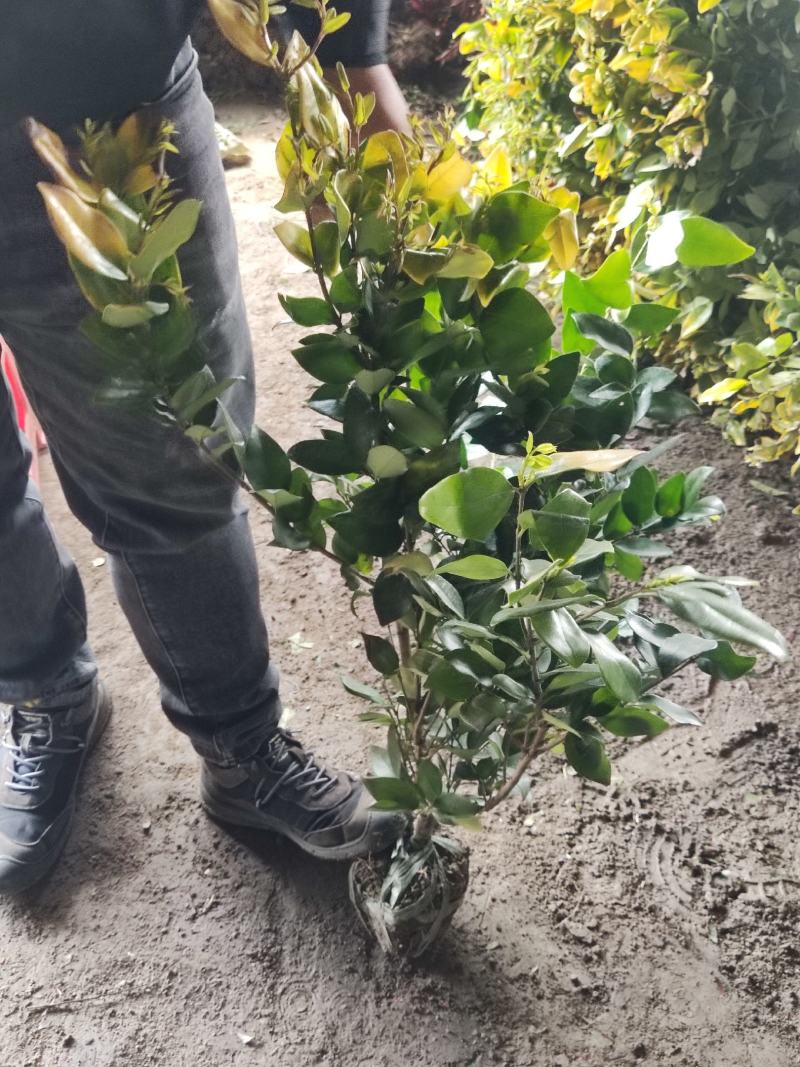 江苏金森女贞大杯苗，金森女贞工程苗，金森女贞产地批发