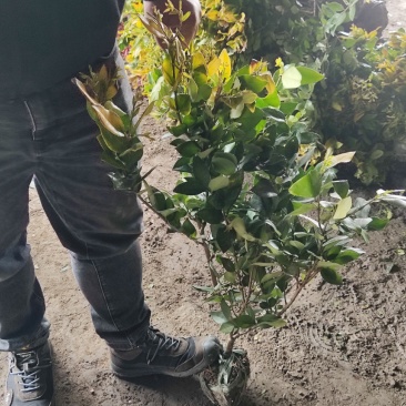 江苏金森女贞大杯苗，金森女贞工程苗，金森女贞产地批发