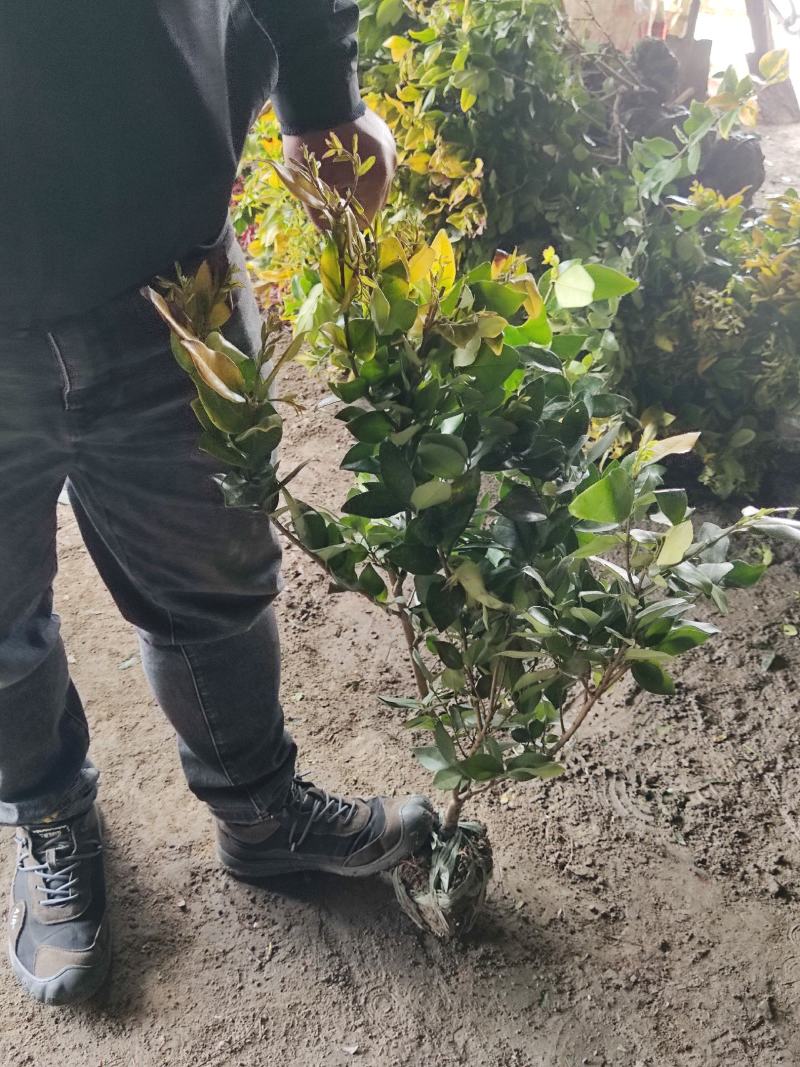 江苏金森女贞大杯苗，金森女贞工程苗，金森女贞产地批发