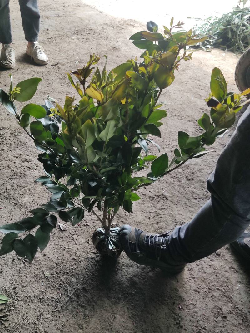 江苏金森女贞大杯苗，金森女贞工程苗，金森女贞产地批发