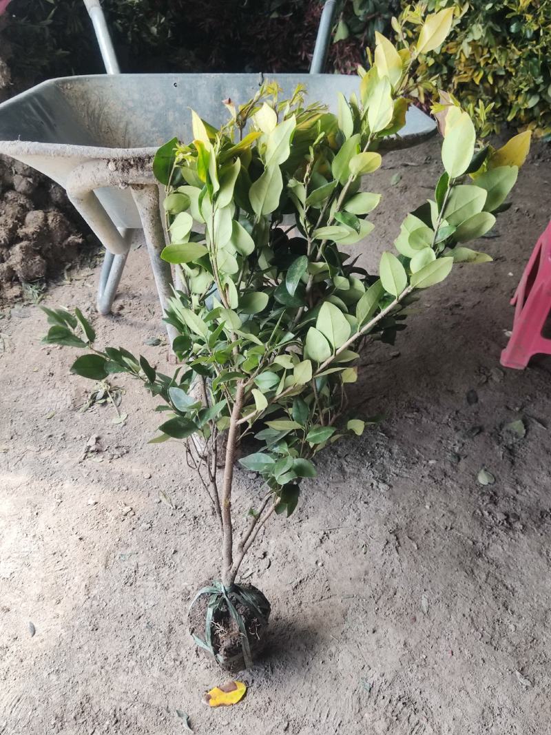 江苏金森女贞大杯苗，金森女贞工程苗，金森女贞产地批发