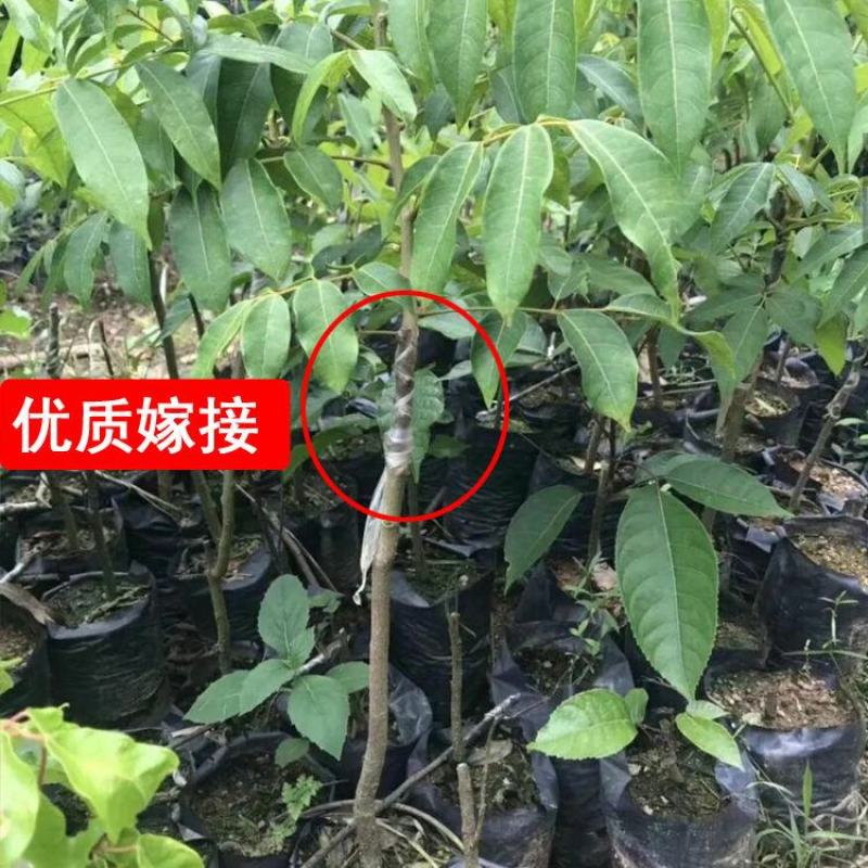 正品，黑榄橄榄苗青橄榄树苗果树嫁接乌榄南北方都可以种植。