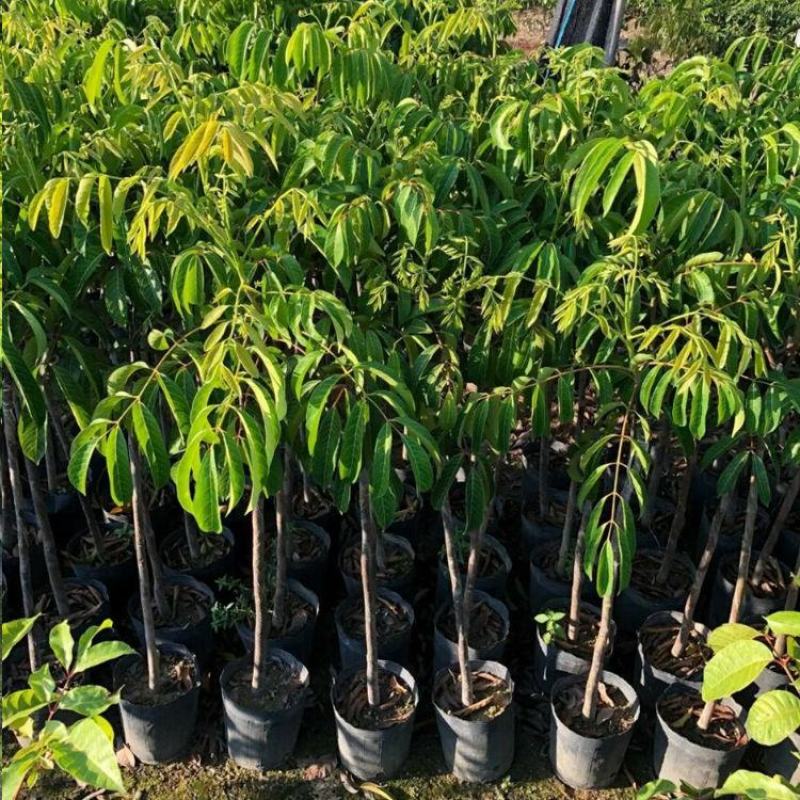 正品，黑榄橄榄苗青橄榄树苗果树嫁接乌榄南北方都可以种植。