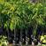 正品，黑榄橄榄苗青橄榄树苗果树嫁接乌榄南北方都可以种植。