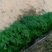 茶花树，茶花1到3米蓬经均有货源，九江货源基地
