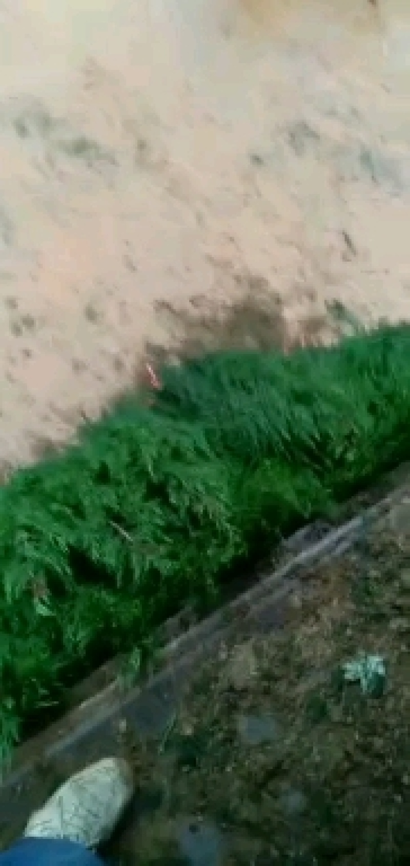 茶花树，茶花1到3米蓬经均有货源，九江货源基地