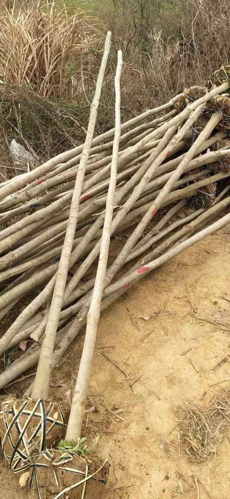 无患子大量，江西无患子，九江无患子，无患子产地