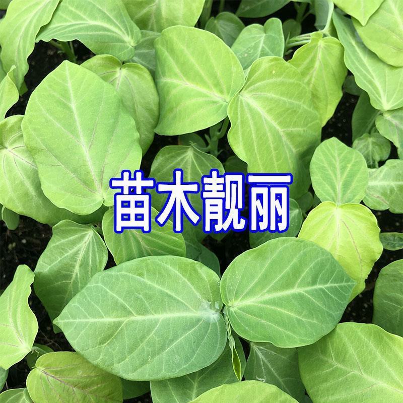 热情果苗果树果苗热情果苗树哥伦比亚热情果苗百香果