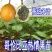 热情果苗果树果苗热情果苗树哥伦比亚热情果苗百香果