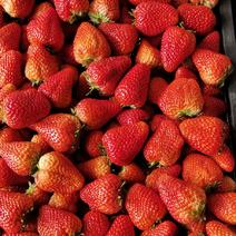 草莓九九大量批发。品质超级好