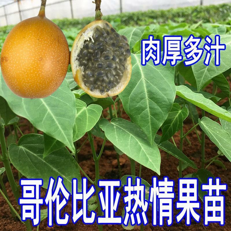 热情果苗果树果苗热情果苗树哥伦比亚热情果苗百香果