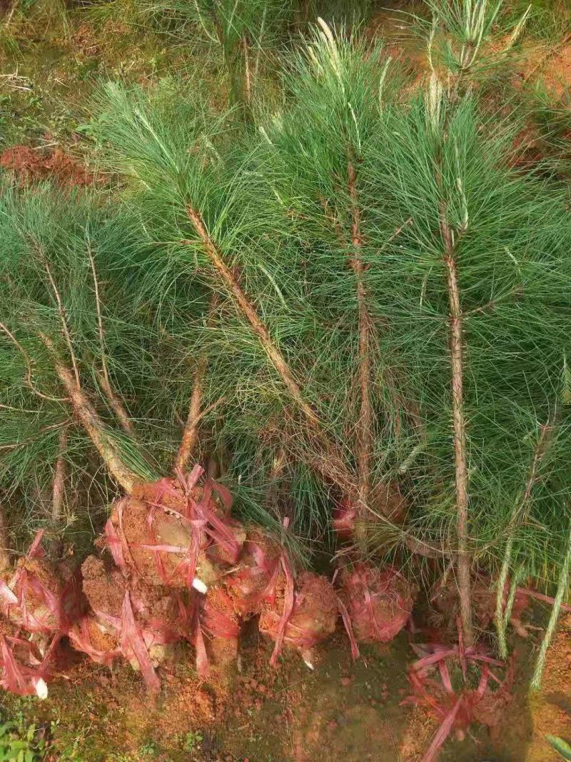 檫木小苗，造林木，大小规格，江西九江檫木种植基地，有大