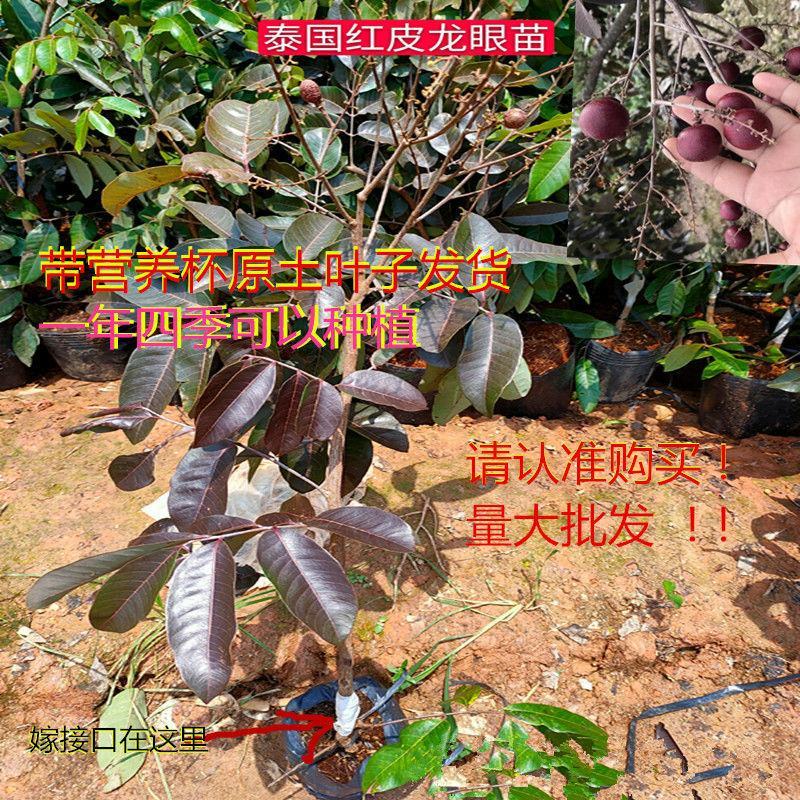 [正品]红皮龙眼苗南北方种植盆栽地栽红皮龙眼苗