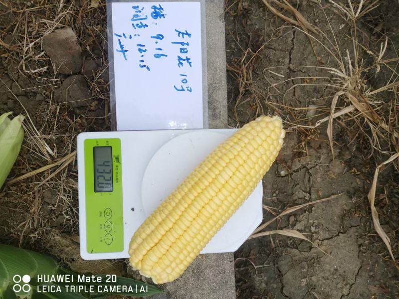 【春秋季产量王】甜玉米种子太阳花十号泰系大棒春秋款