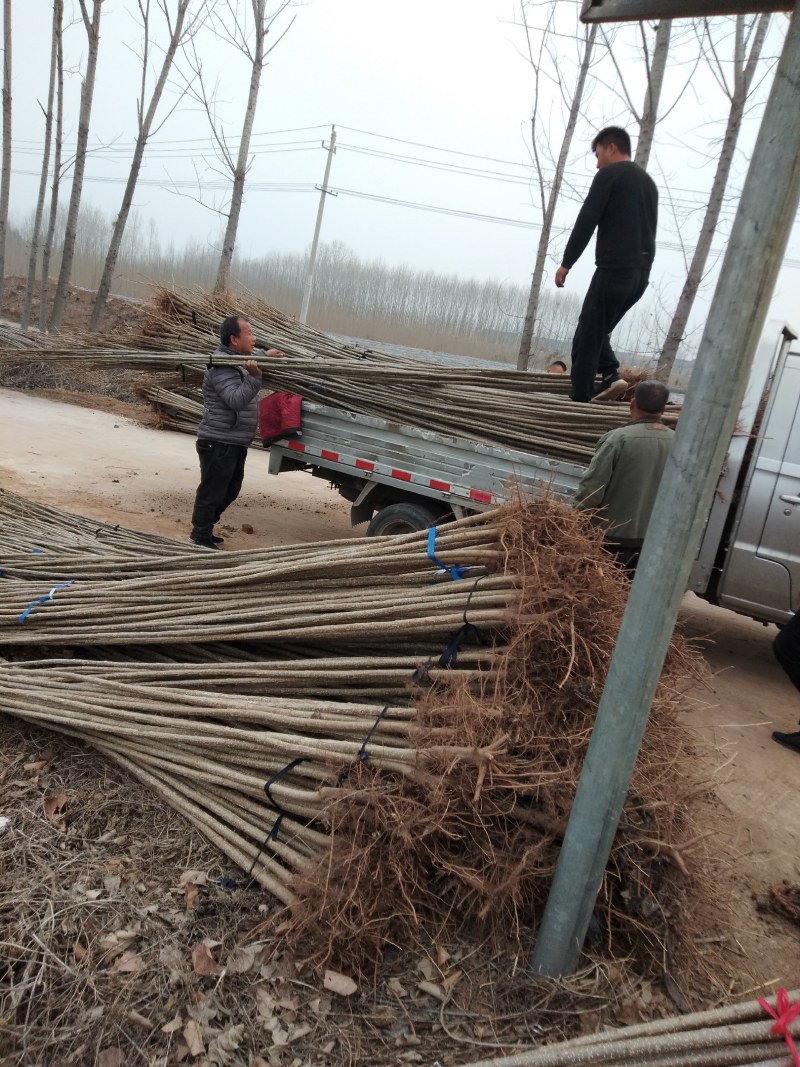 600亩精品107杨树苗大量现货出售