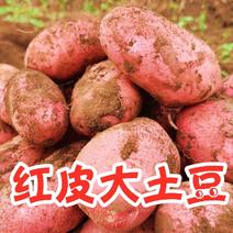 云南合作88红皮土豆大中小果，承接各平台一件批发打货
