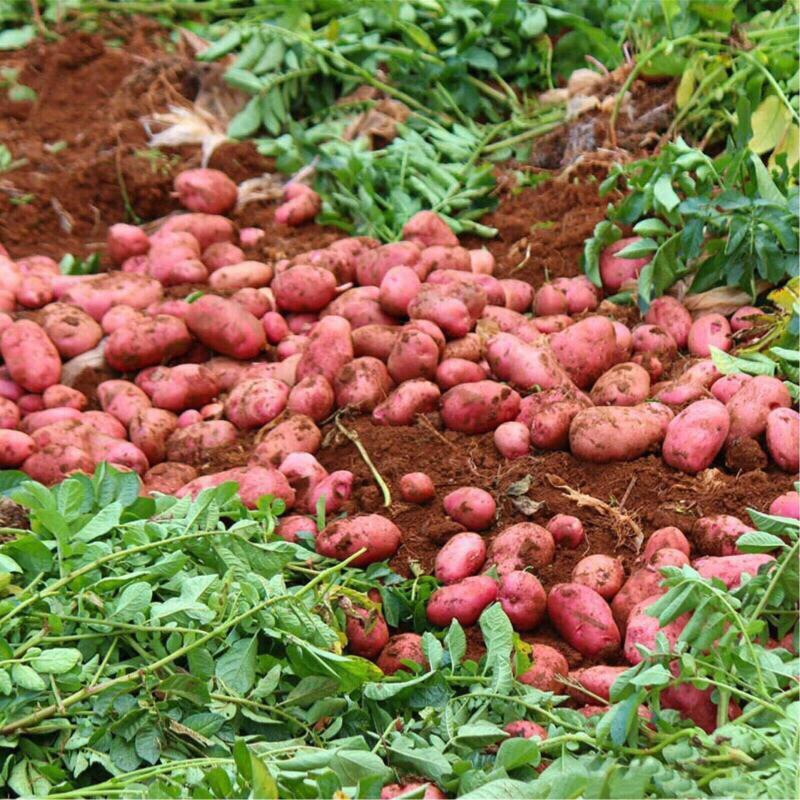 云南合作88红皮土豆大中小果，承接各平台一件代发批发打货