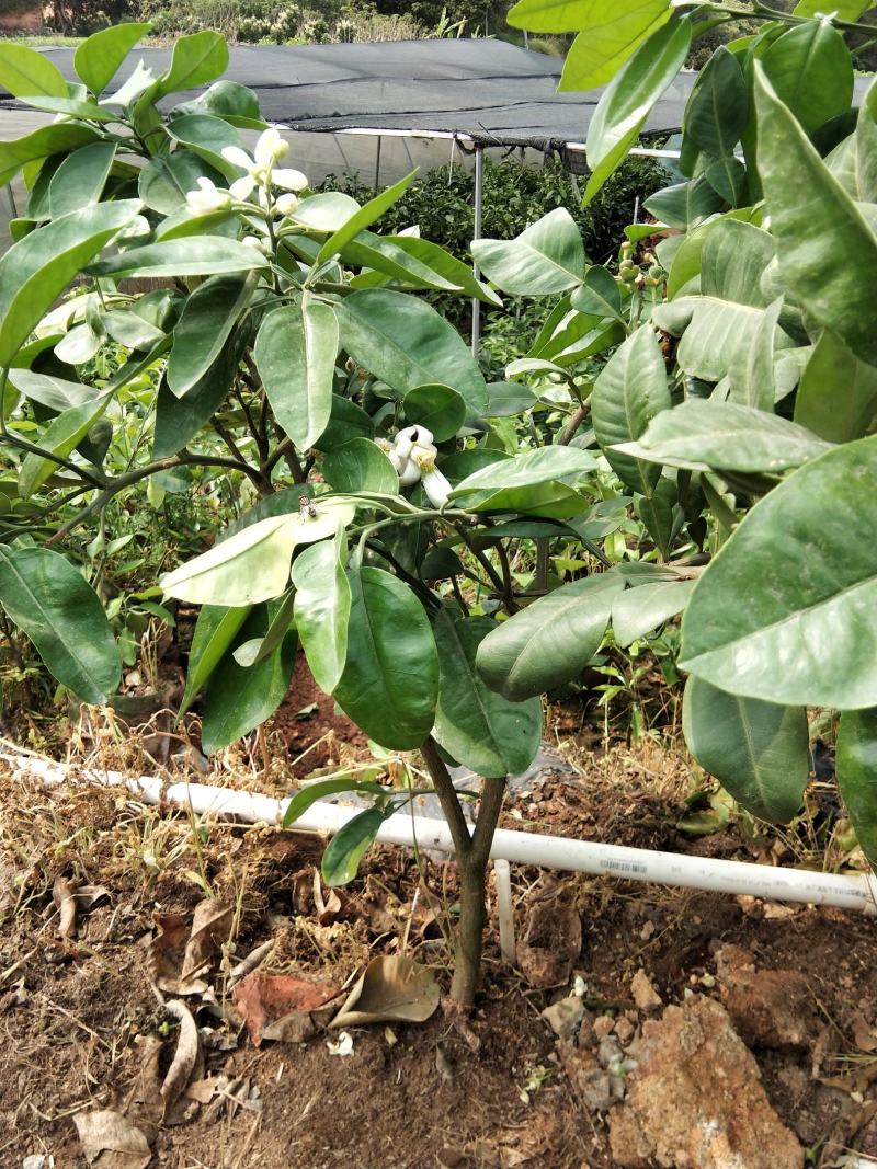 泰国红宝石青柚苗耐寒品种南北方可种植皇室供果纯甜无酸味